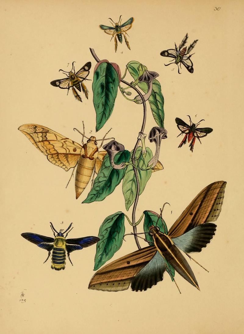 The cabinet of oriental entomology (Pl. 30) (5974279555)