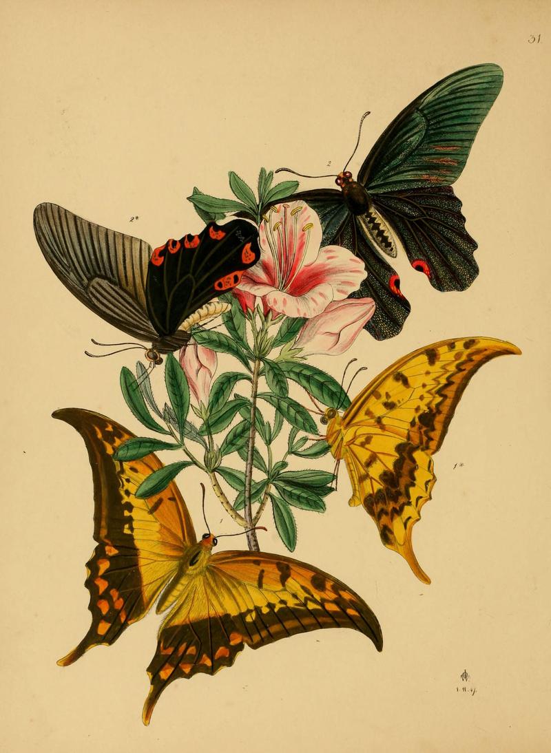 The cabinet of oriental entomology (Pl. 31) (5974279139)