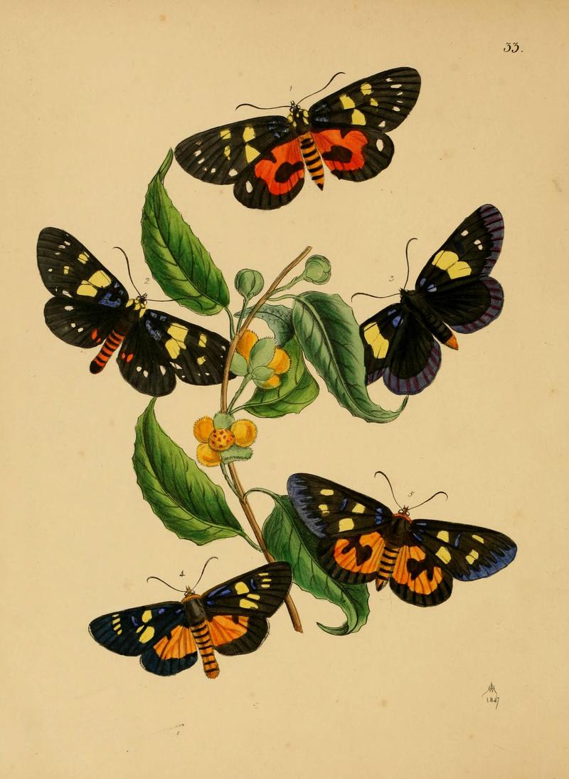 The cabinet of oriental entomology (Pl. 33) (5974278385)