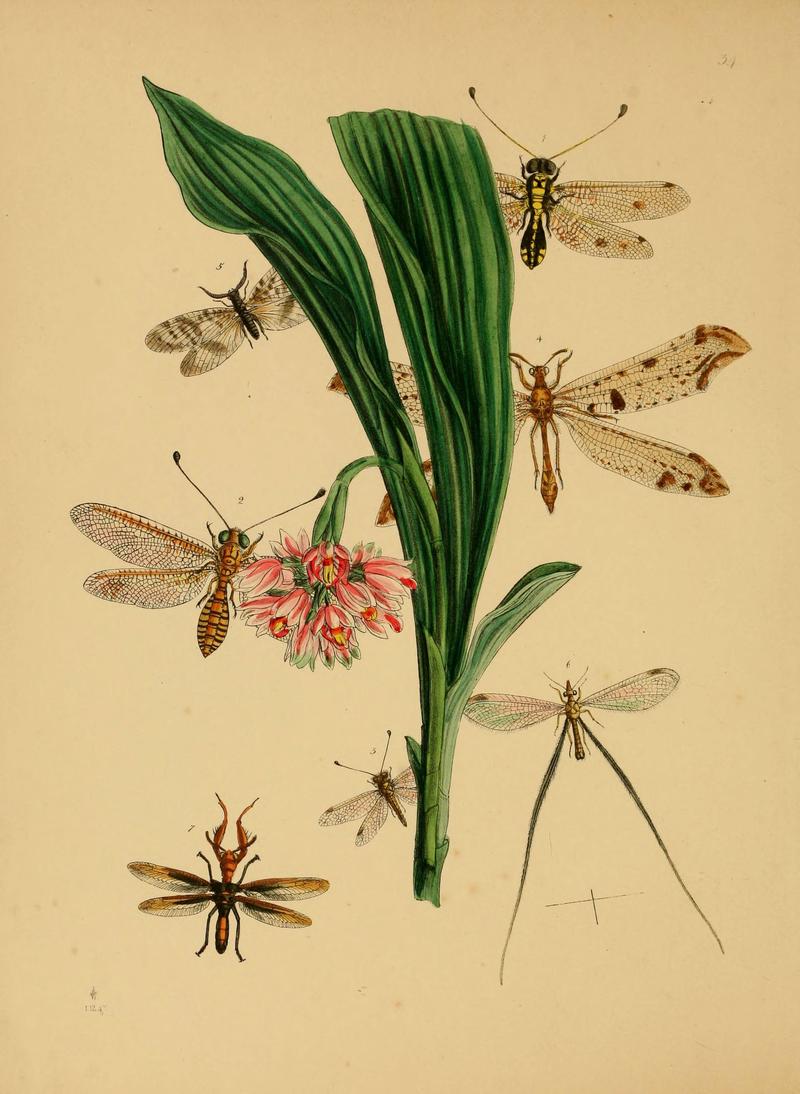 The cabinet of oriental entomology (Pl. 34) (5974278093)