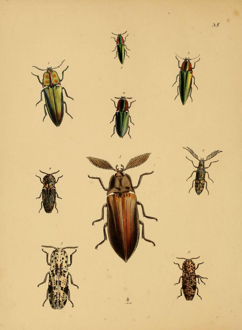 The cabinet of oriental entomology (Pl. 35) (5974277253)