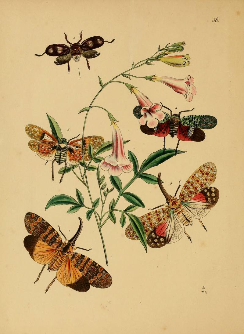 The cabinet of oriental entomology (Pl. 36) (5974276865)