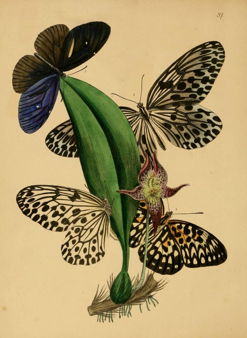 The cabinet of oriental entomology (Pl. 37) (5974837374)