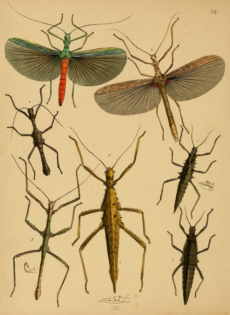 The cabinet of oriental entomology (Pl. 38) (5974836980)