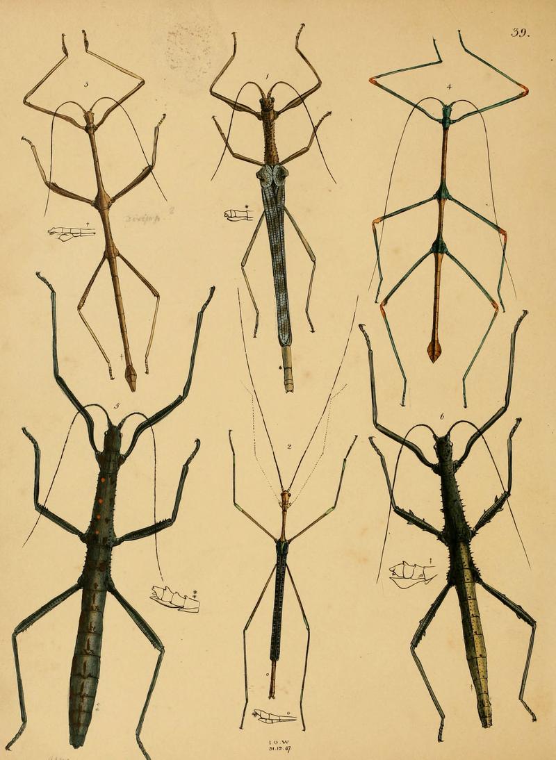 The cabinet of oriental entomology (Pl. 39) (5974836552)