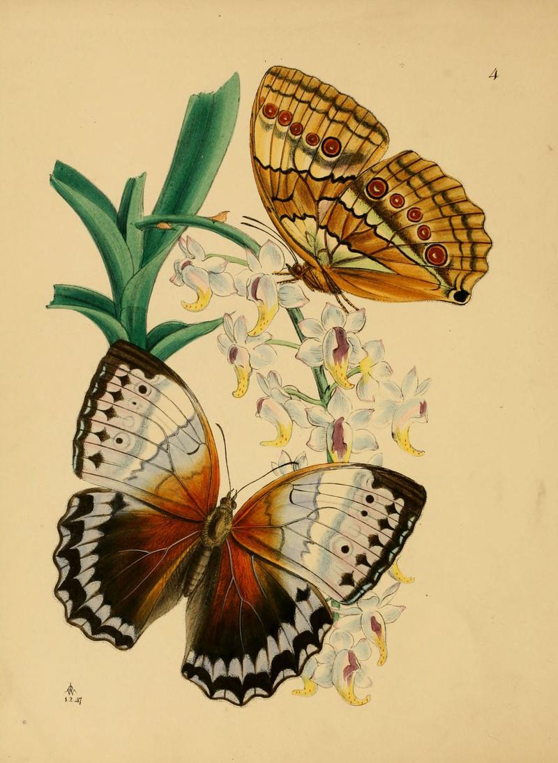 The cabinet of oriental entomology (Pl. 4) (5974849906)