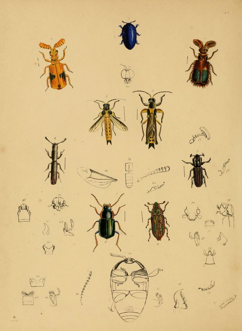 The cabinet of oriental entomology (Pl. 41) (5974275401)