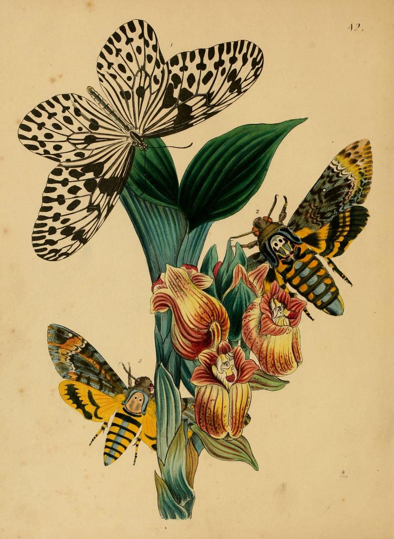 The cabinet of oriental entomology (Pl. 42) (5974274991)