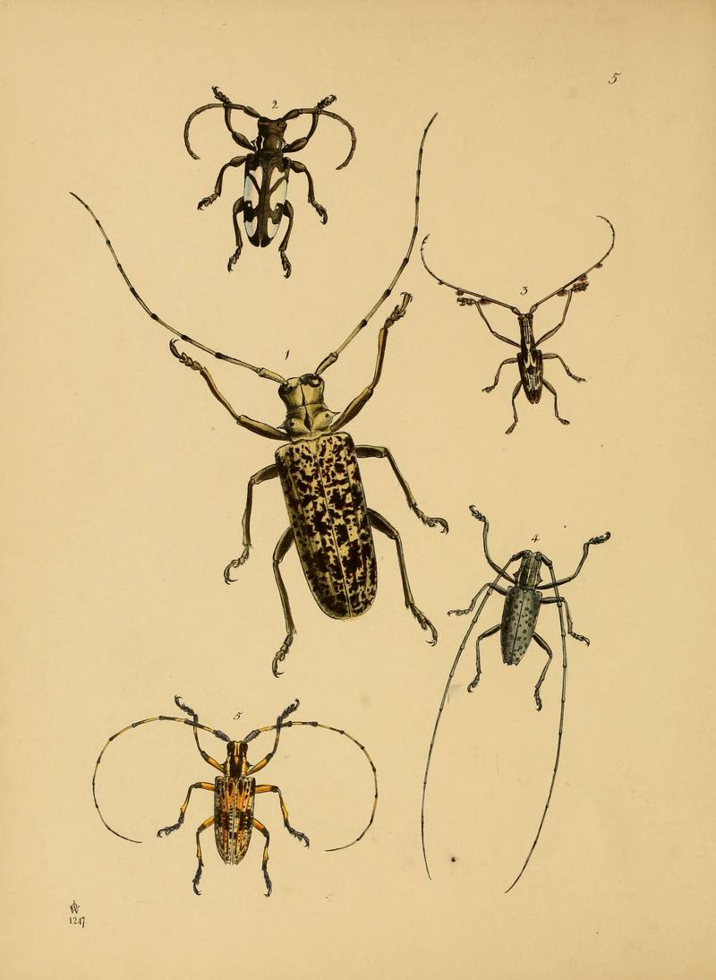 The cabinet of oriental entomology (Pl. 5) (5974288961)