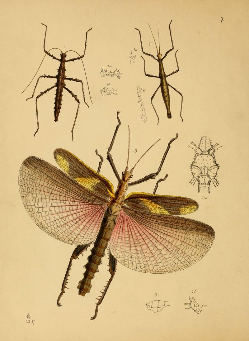 The cabinet of oriental entomology (Pl. 7) (5974288245)