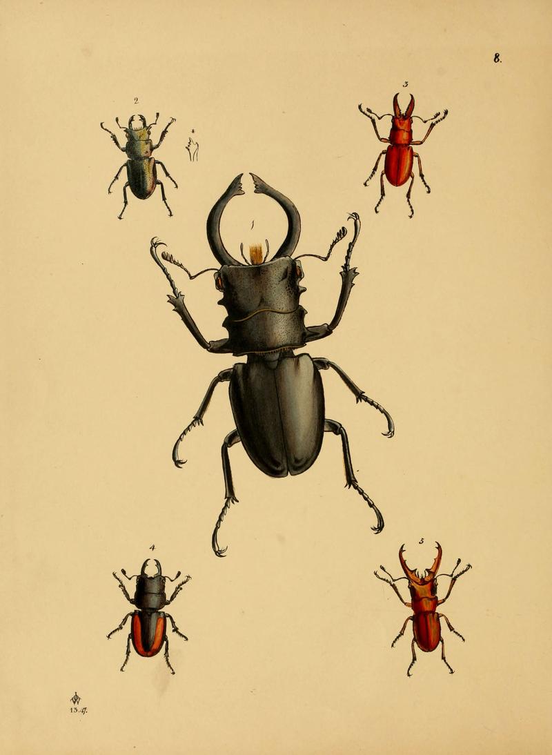 The cabinet of oriental entomology (Pl. 8) (5974848426)