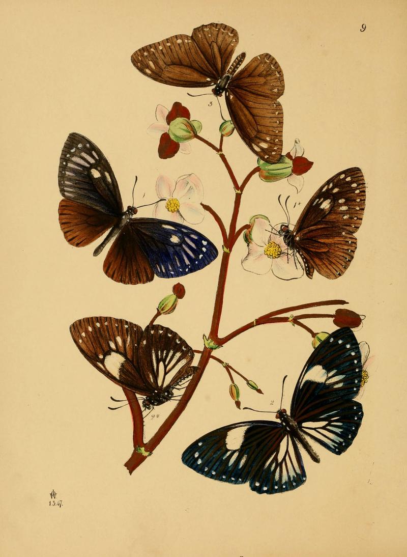 The cabinet of oriental entomology (Pl. 9) (5974287417)