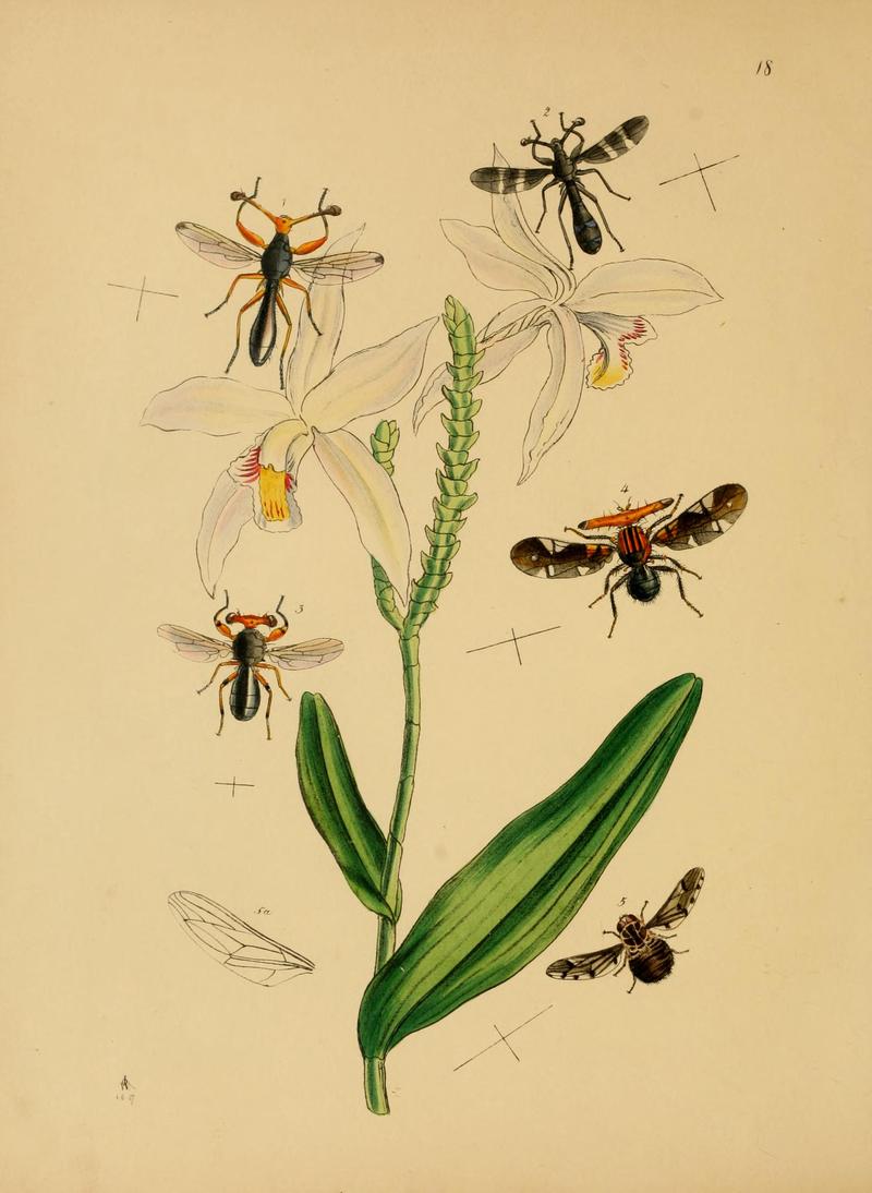 The cabinet of oriental entomology - being a selection of some of the rarer and more beautiful species of insects, natives of India and the adjacent islands, the greater portion of which are now for (14783864035)
