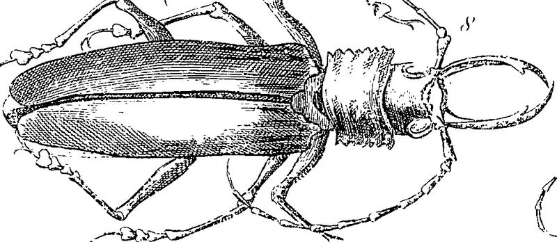 The civil and natural history of Jamaica Fleuron T089758-48