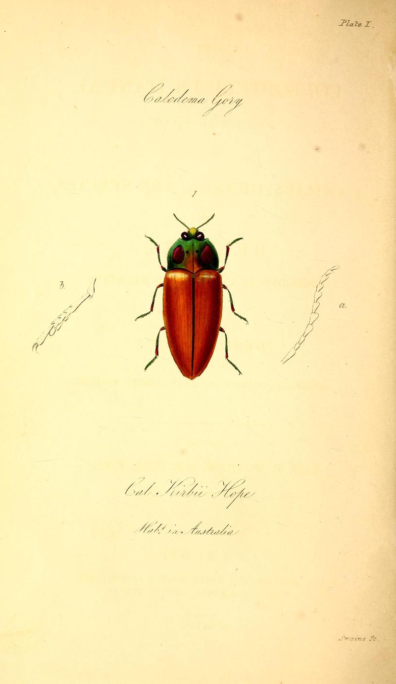 The coleopterist's manual (Plate I) BHL42664684