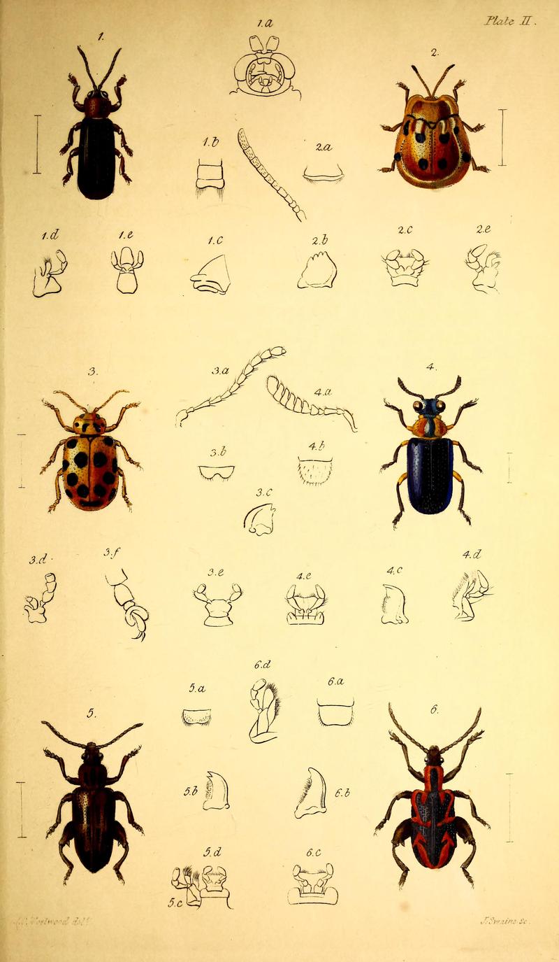 The coleopterist's manual (Plate II) BHL42664883