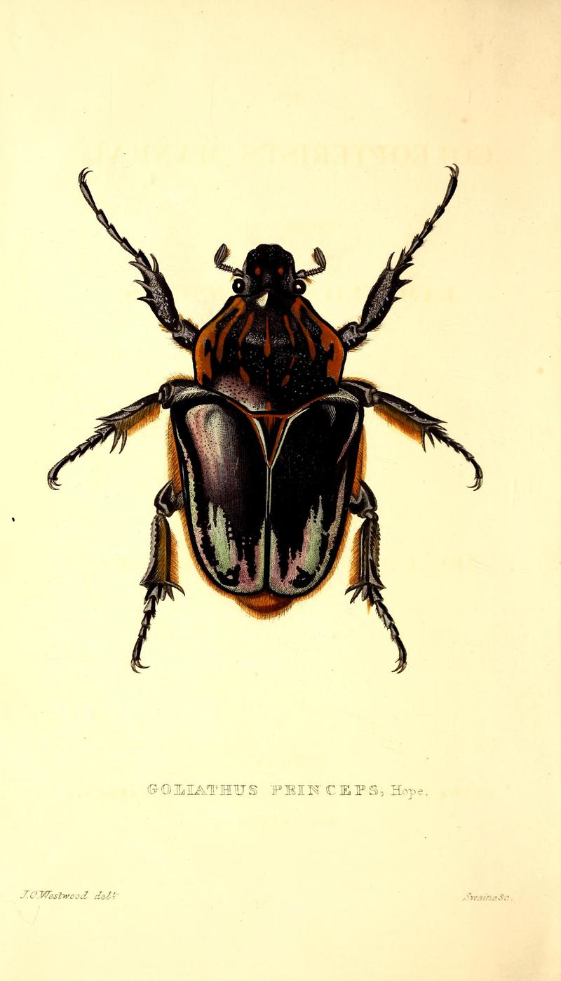 The coleopterist's manual BHL42664431