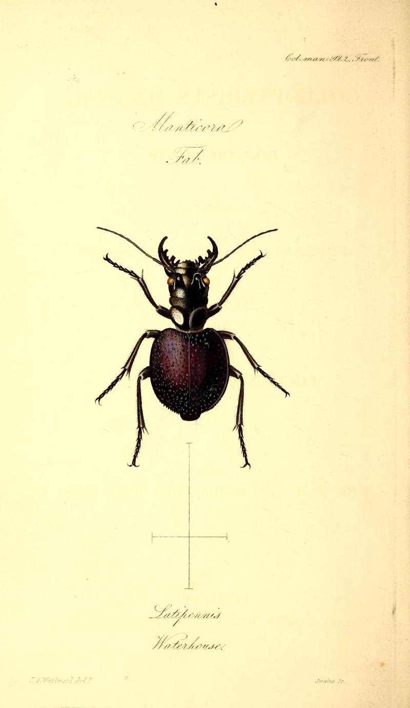 The coleopterist's manual BHL42664492