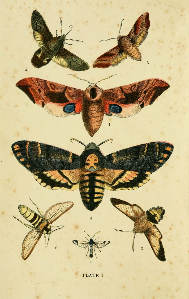 The common moths of England (Plate I) (6029917694)