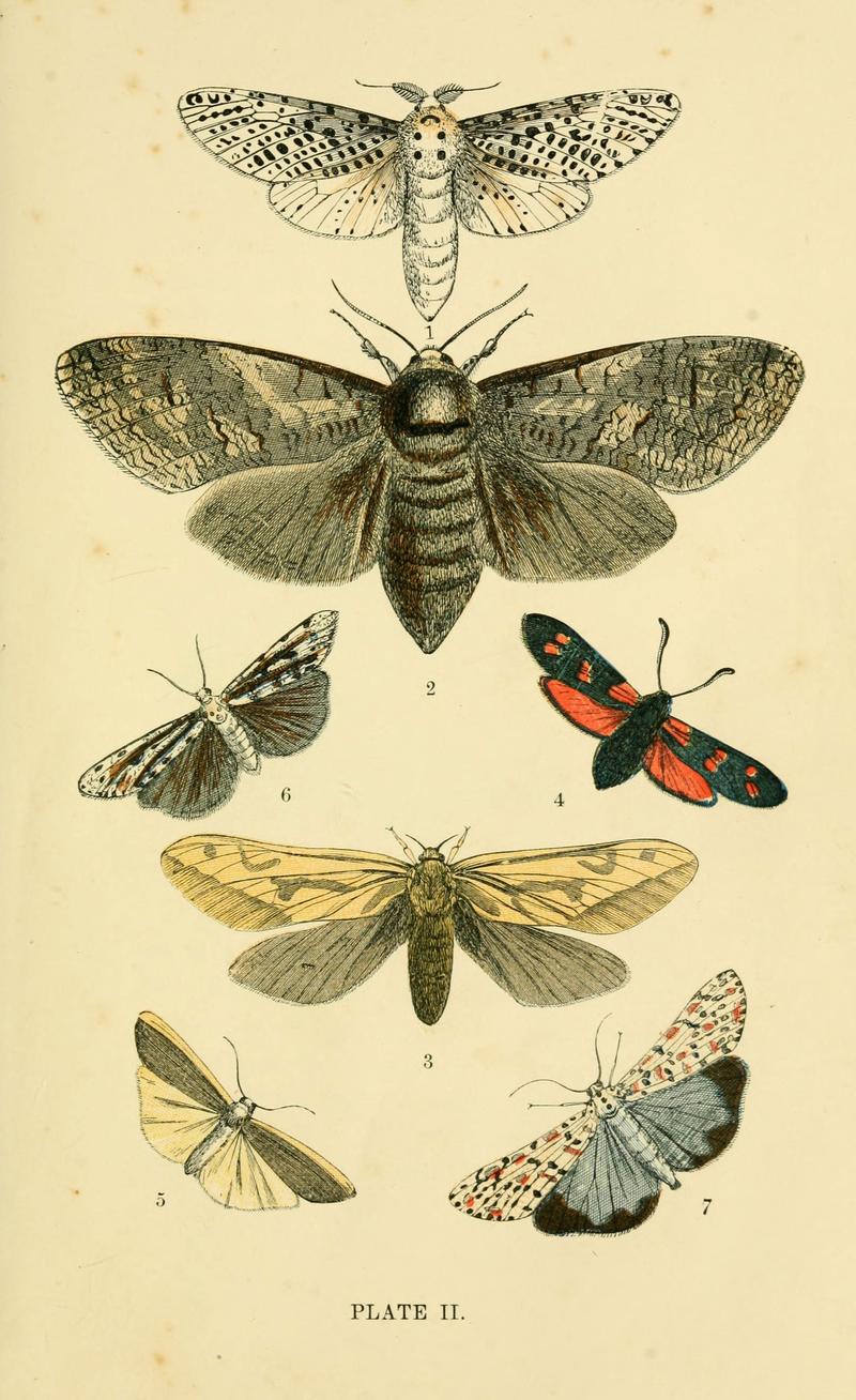 The common moths of England (Plate II) (6029362691)