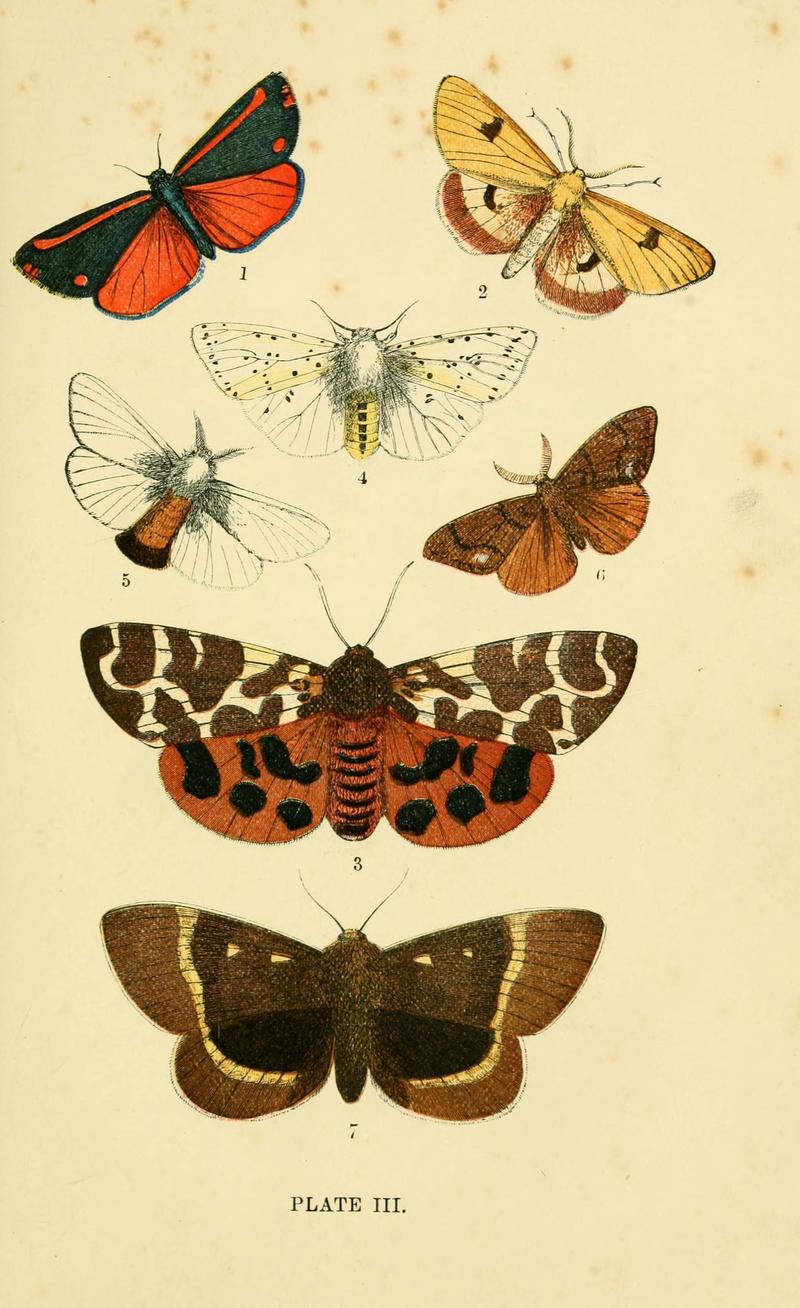 The common moths of England (Plate III) (6029918556)