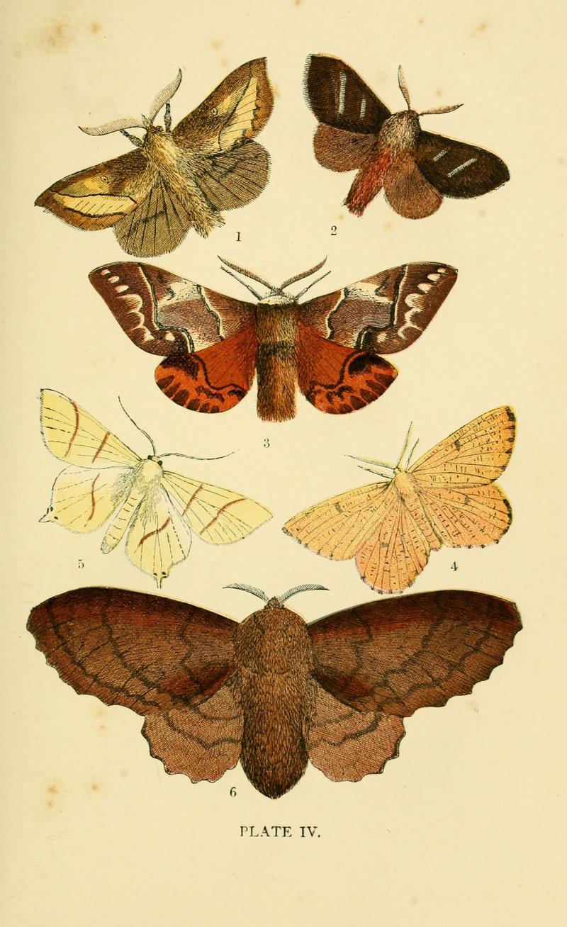 The common moths of England (Plate IV) (6029363327)