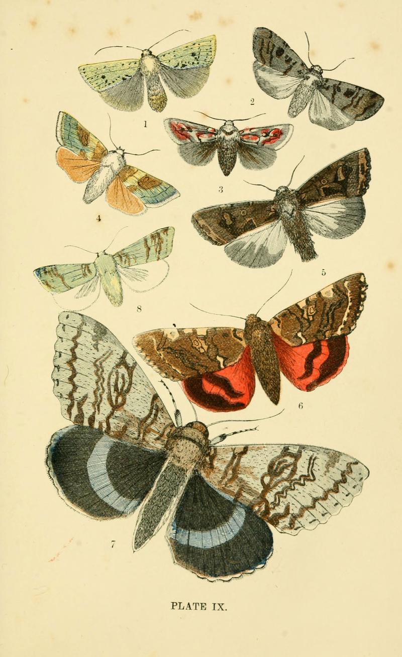 The common moths of England (Plate IX) (6029920284)