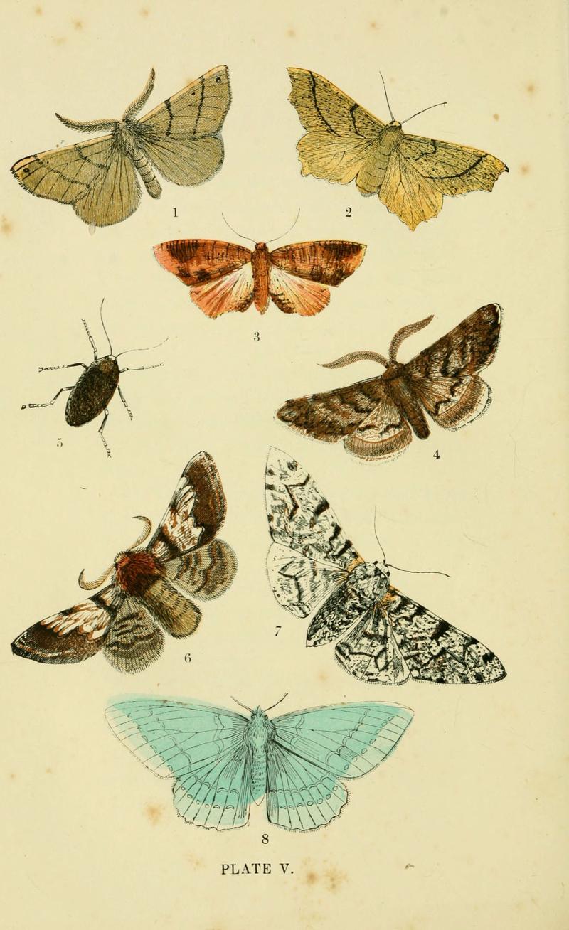 The common moths of England (Plate V) (6029919194)