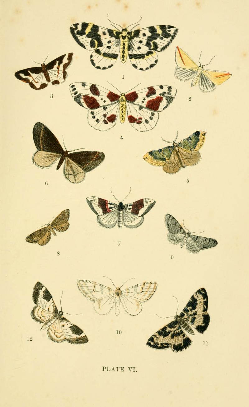 The common moths of England (Plate VI) (6029363945)