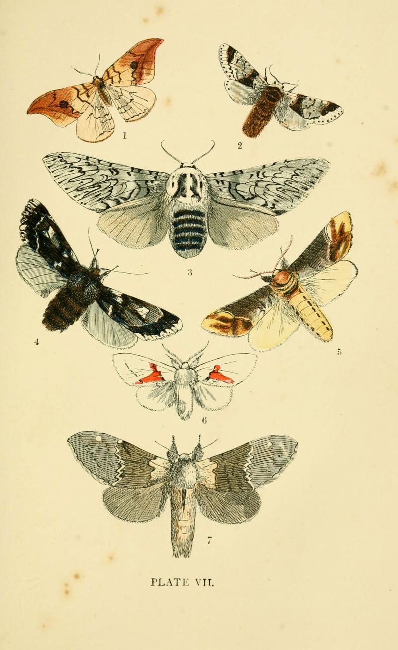 The common moths of England (Plate VII) (6029364221)