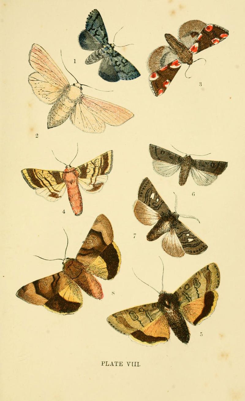 The common moths of England (Plate VIII) (6029920048)