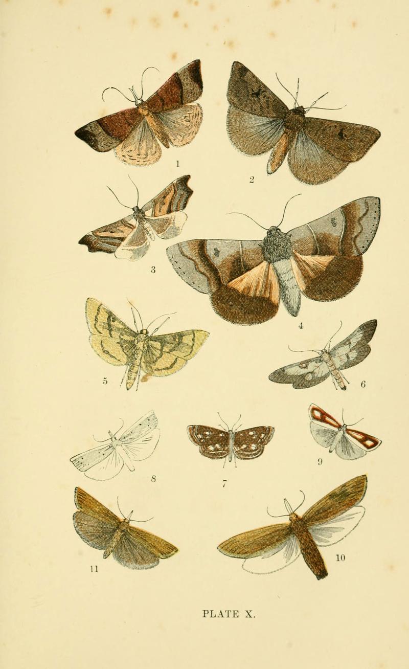 The common moths of England (Plate X) (6029920622)