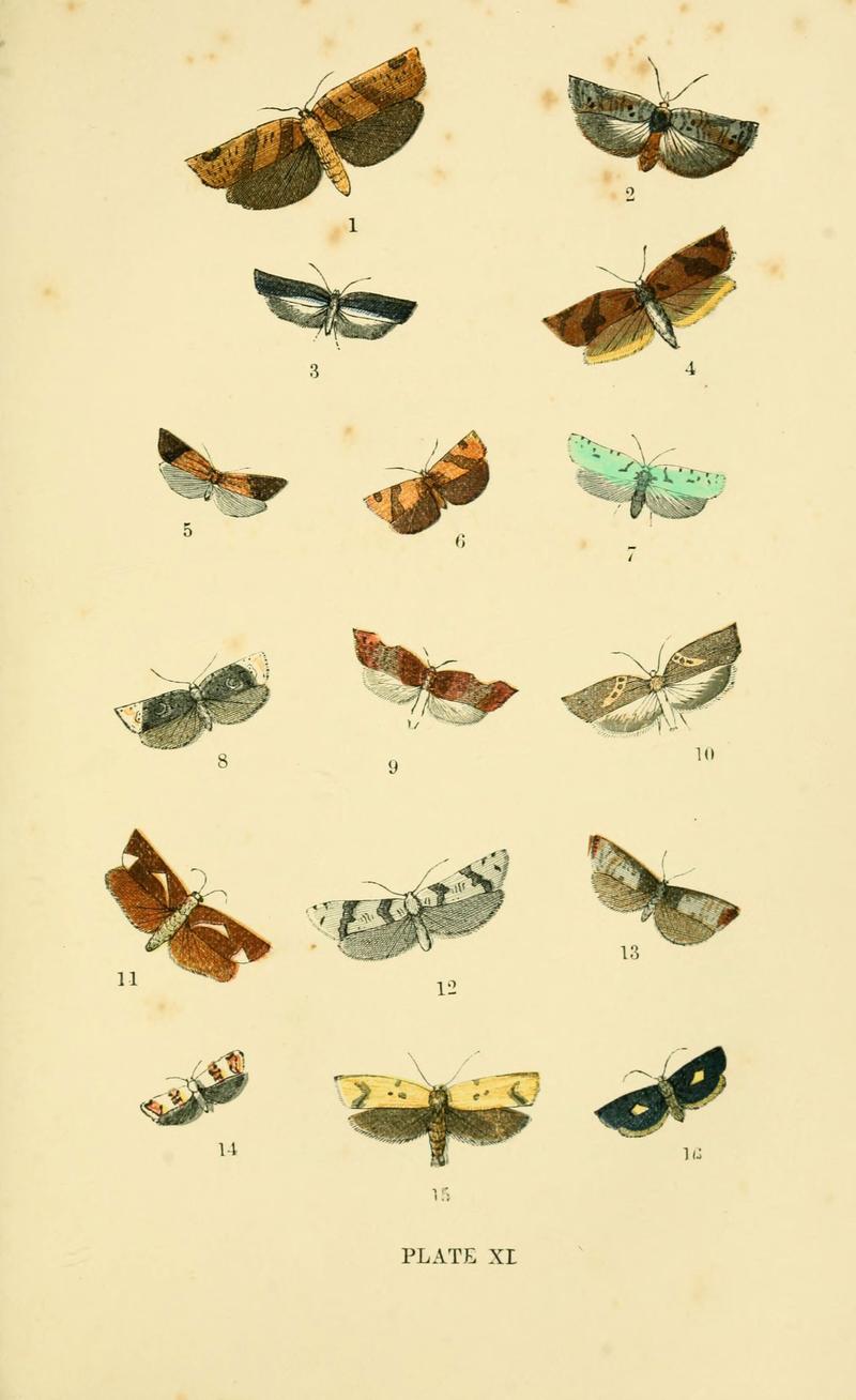 The common moths of England (Plate XI) (6029365571)