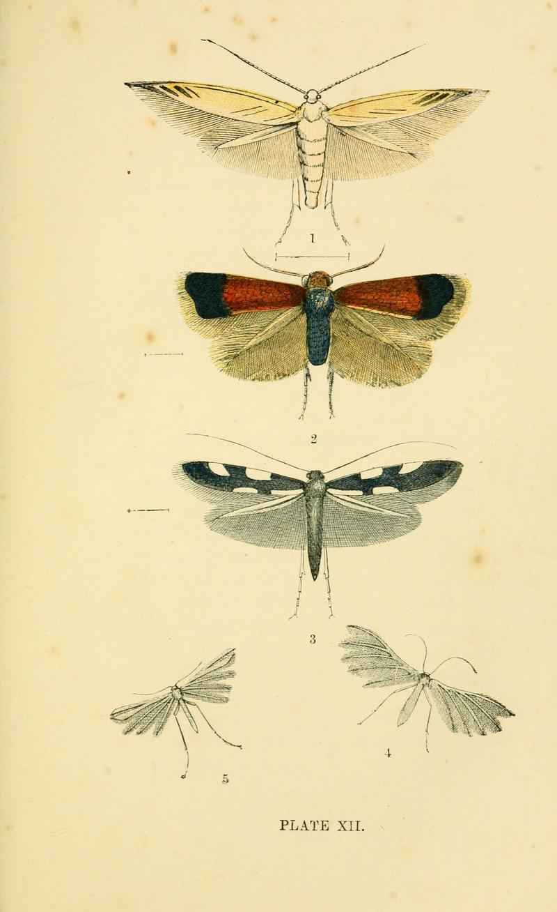 The common moths of England (Plate XII) (6029921272)