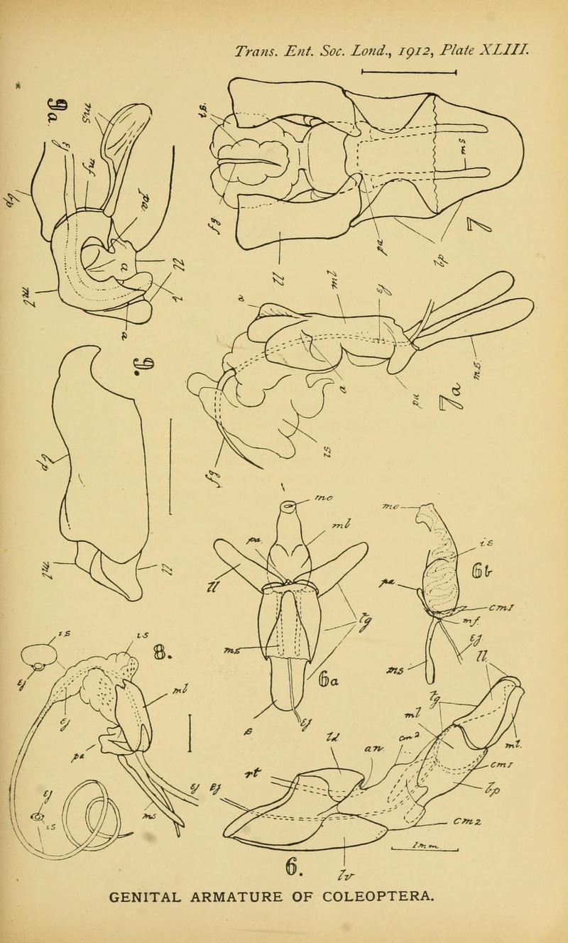 The comparative anatomy of the male genital tube in Coleoptera BHL11922309