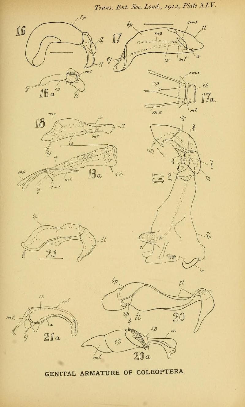 The comparative anatomy of the male genital tube in Coleoptera BHL11922315