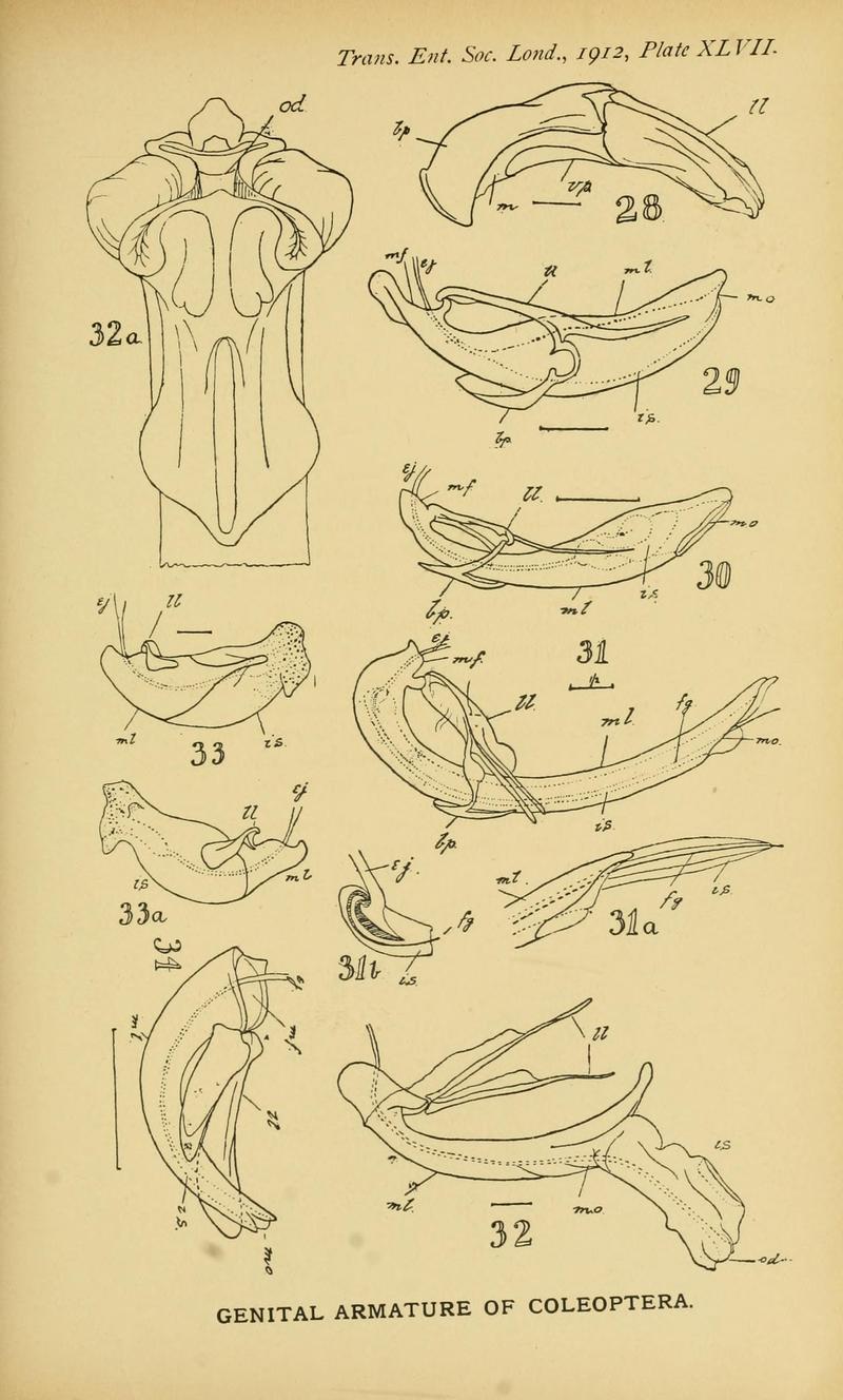 The comparative anatomy of the male genital tube in Coleoptera BHL11922321