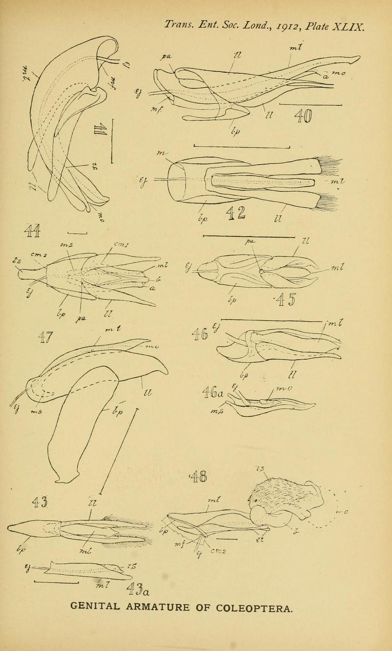 The comparative anatomy of the male genital tube in Coleoptera BHL11922327