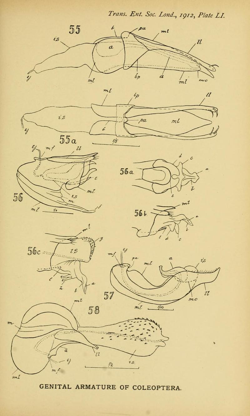 The comparative anatomy of the male genital tube in Coleoptera BHL11922333