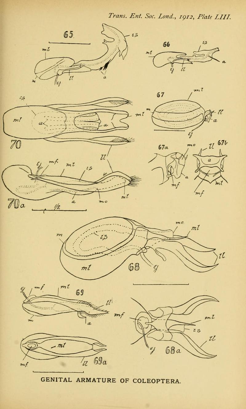 The comparative anatomy of the male genital tube in Coleoptera BHL11922339
