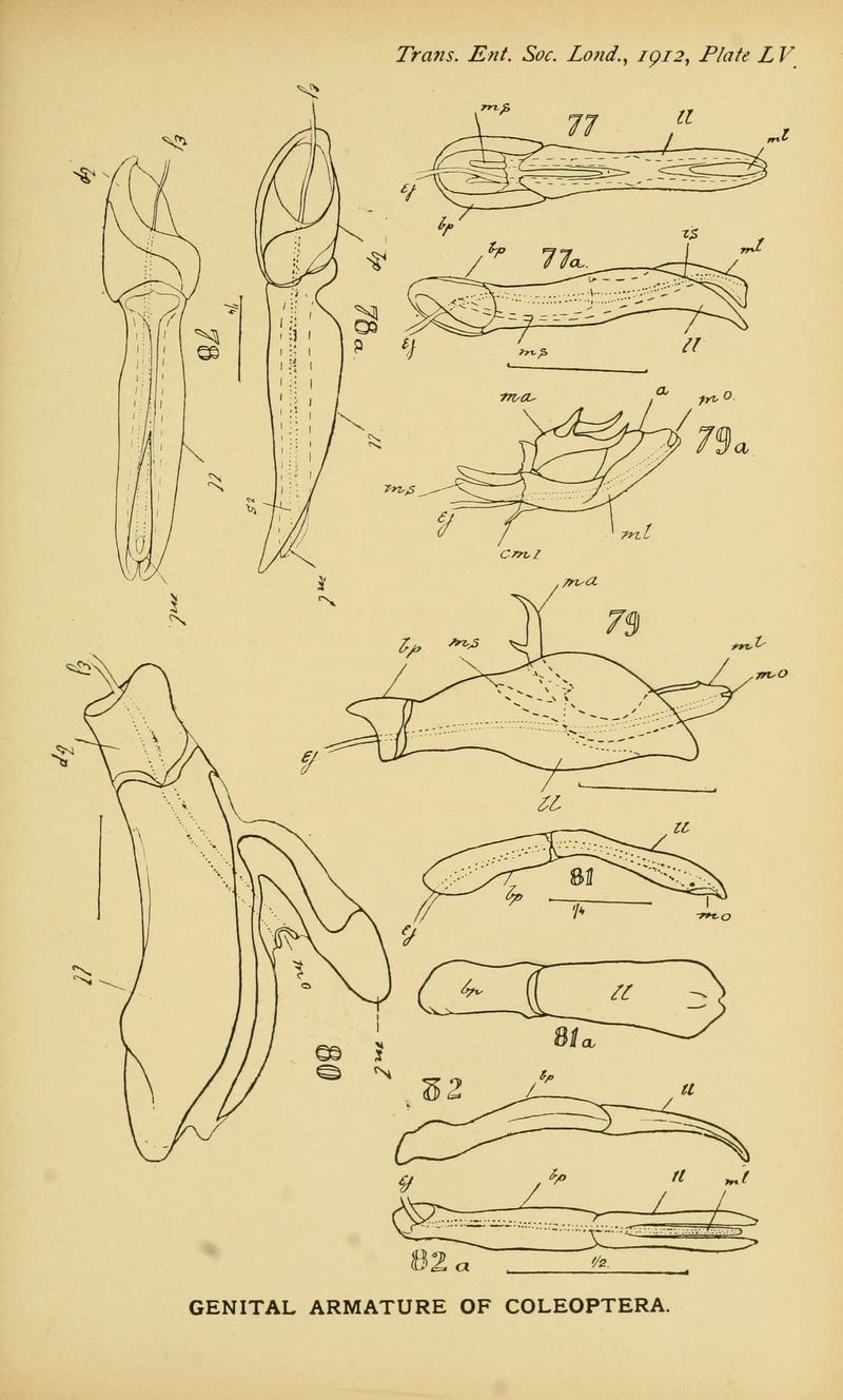 The comparative anatomy of the male genital tube in Coleoptera BHL11922345