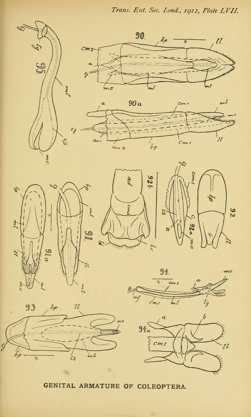 The comparative anatomy of the male genital tube in Coleoptera BHL11922351