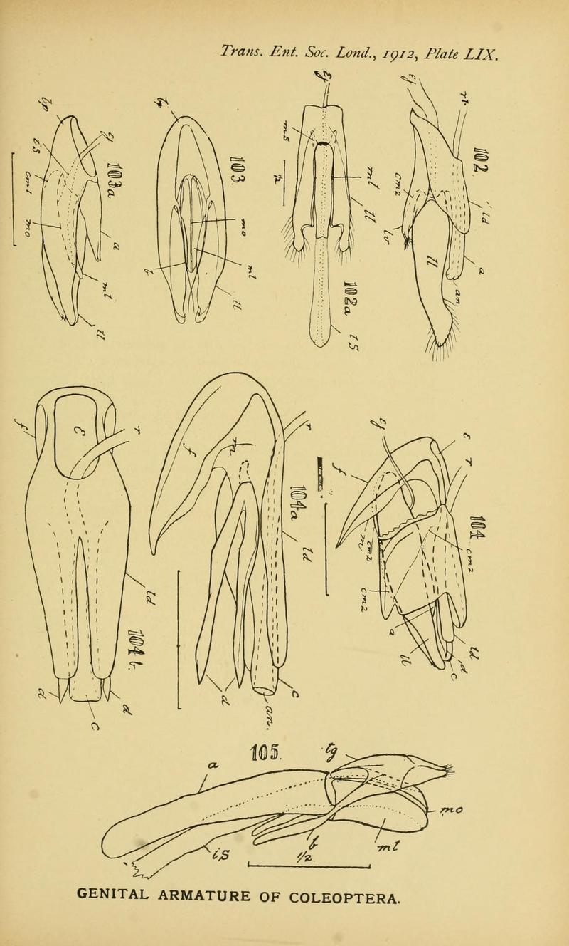 The comparative anatomy of the male genital tube in Coleoptera BHL11922357