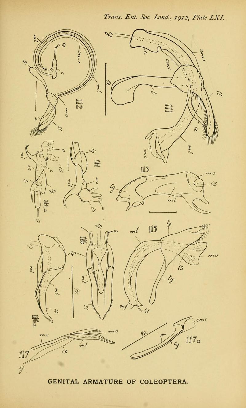 The comparative anatomy of the male genital tube in Coleoptera BHL11922363