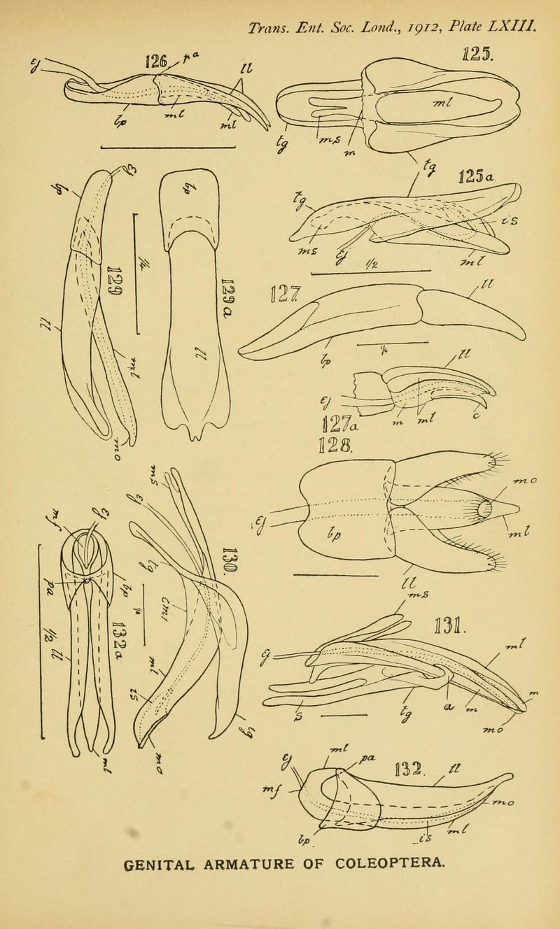 The comparative anatomy of the male genital tube in Coleoptera BHL11922369