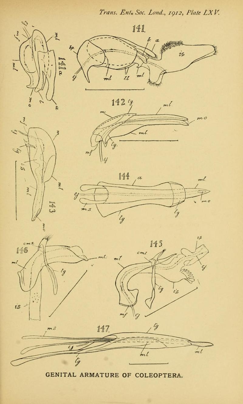 The comparative anatomy of the male genital tube in Coleoptera BHL11922375