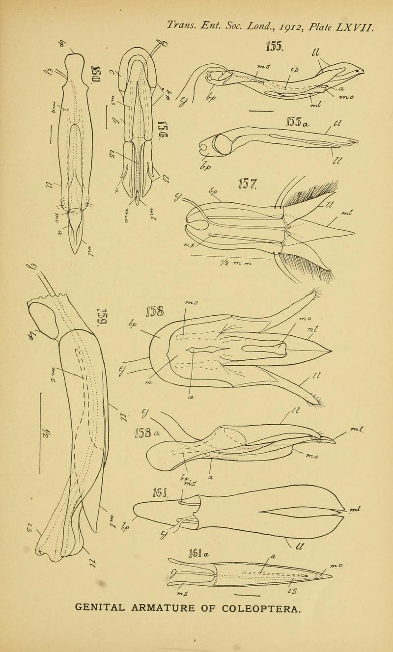 The comparative anatomy of the male genital tube in Coleoptera BHL11922381