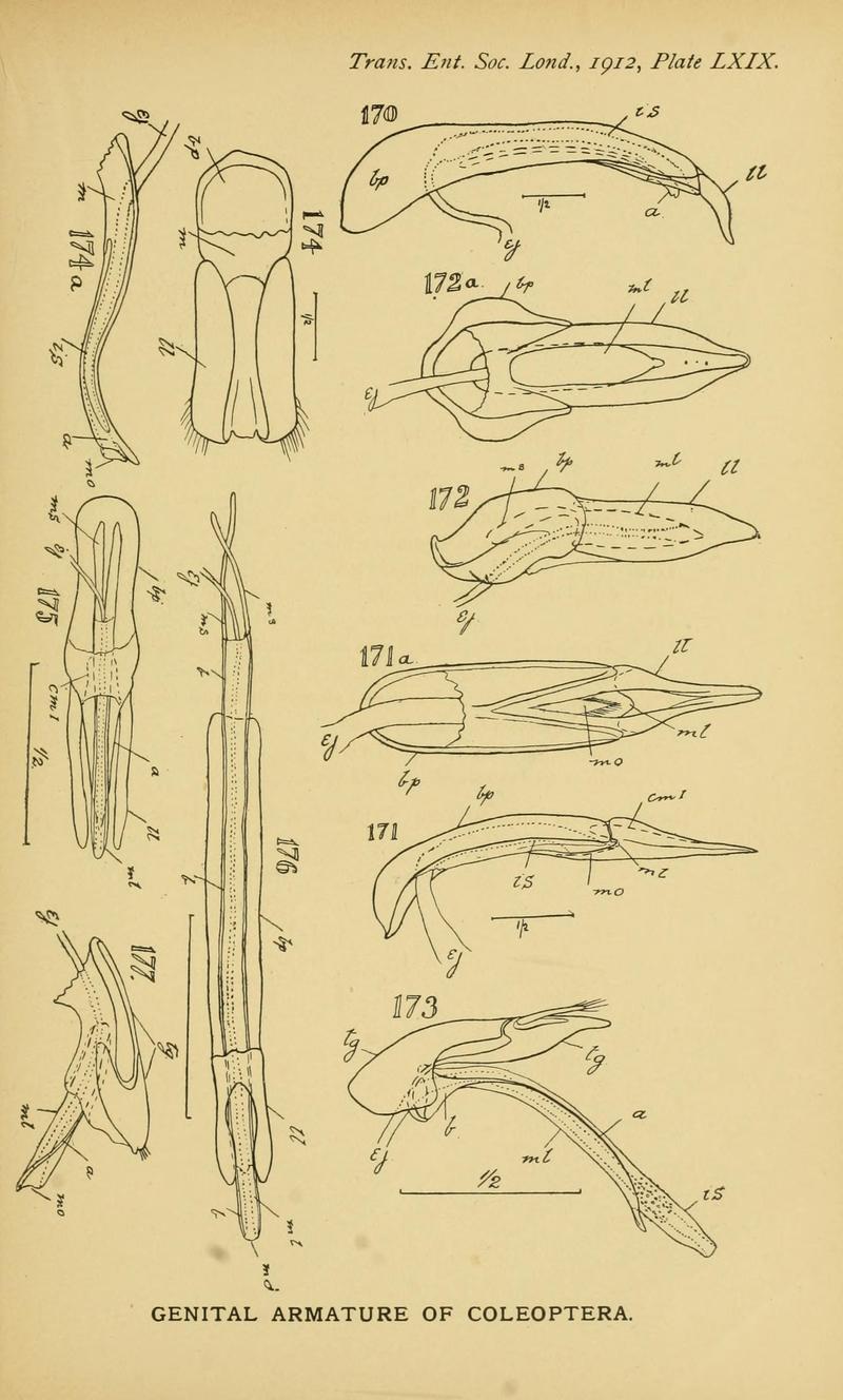 The comparative anatomy of the male genital tube in Coleoptera BHL11922387