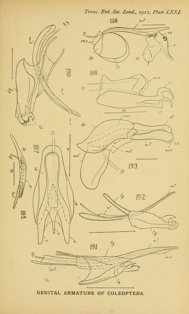 The comparative anatomy of the male genital tube in Coleoptera BHL11922393