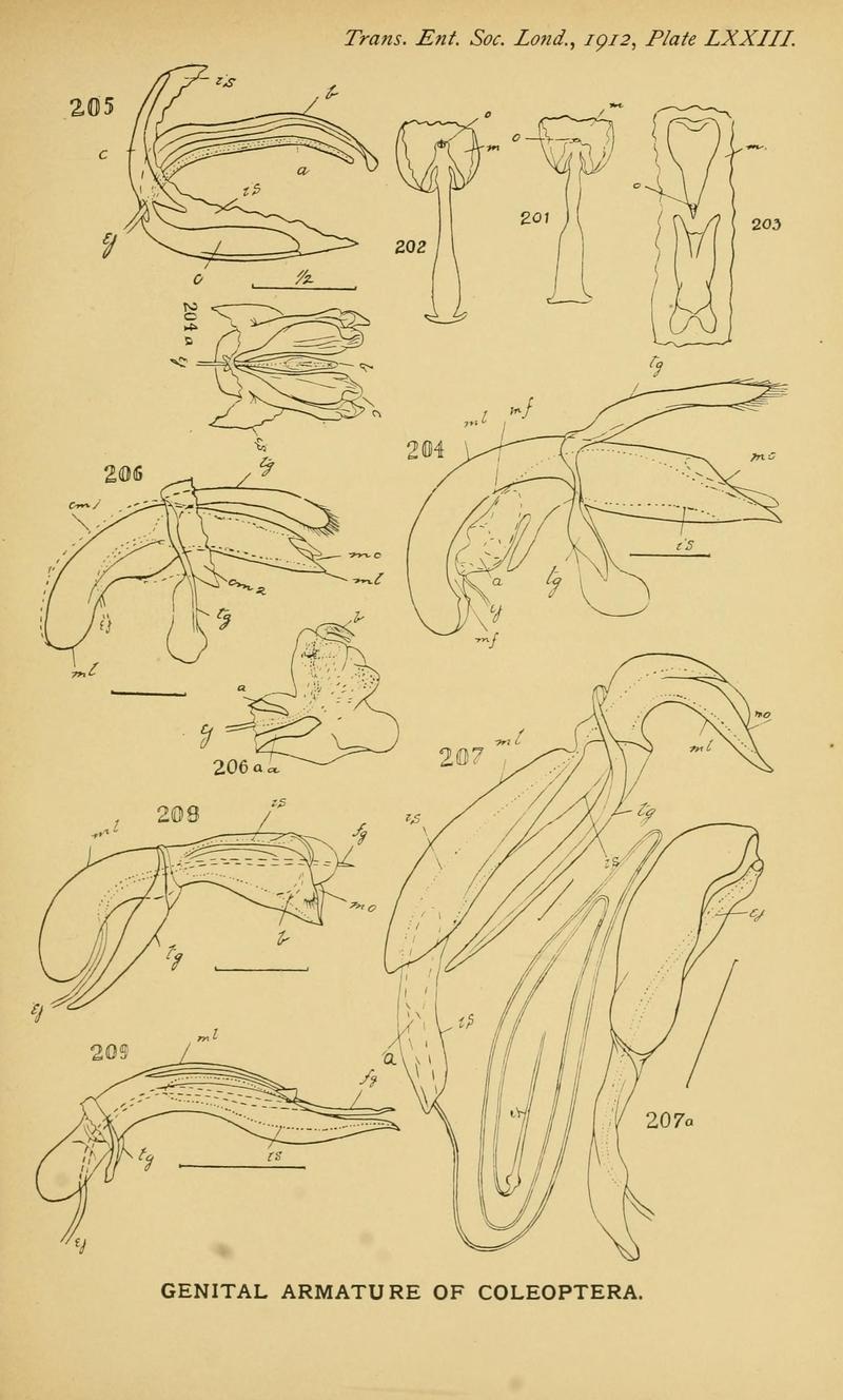The comparative anatomy of the male genital tube in Coleoptera BHL11922399